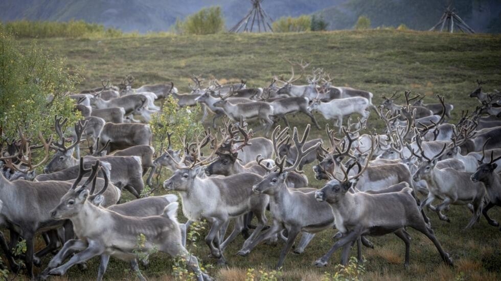 Crossing glaciers and fjords: Norwegian reindeer migrate for winter