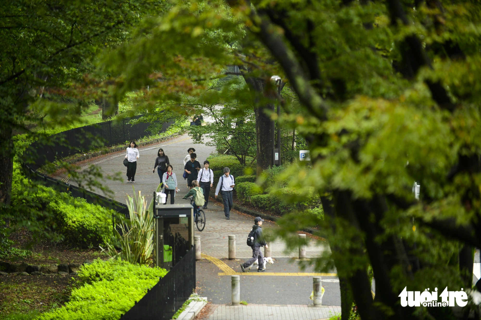 Yoyogi Park in Japan, venue of' Vietnam Phở Festival', enters its best season of year