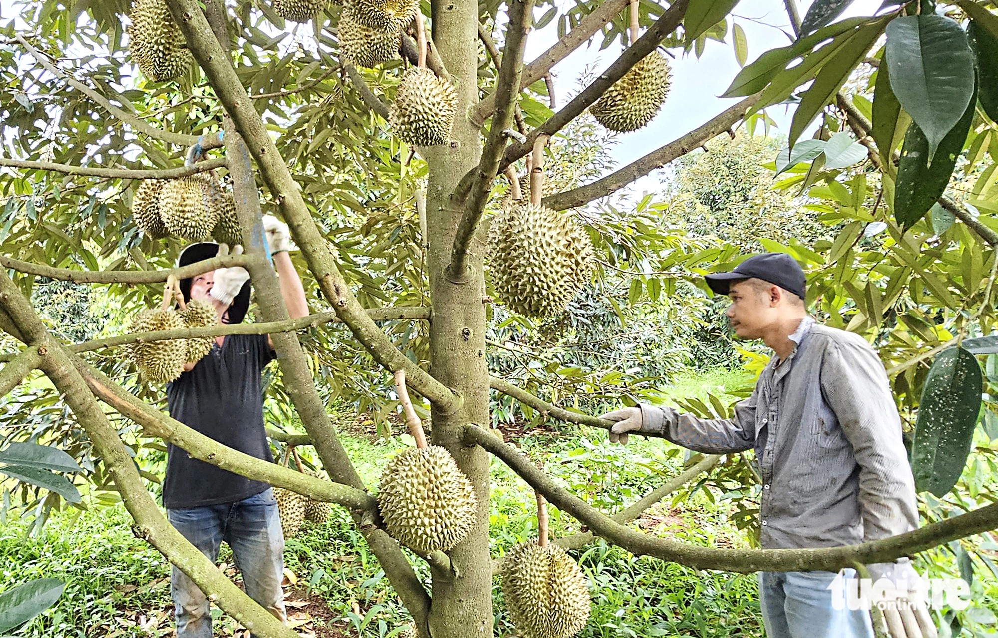 Vietnam confronted by fierce competition from Thailand in durian export to China