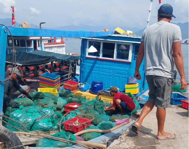 Lobsters, oysters die en masse in Vietnam’s Khanh Hoa