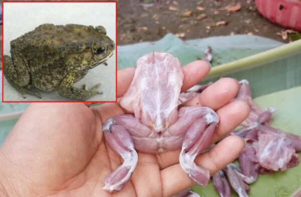 3 hospitalized after eating toad meat in northern Vietnam