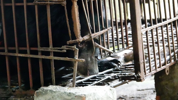 Last captive bear in Vietnam’s Hai Duong transferred to sanctuary in central Vietnam