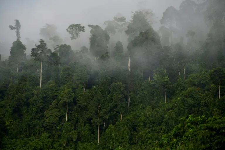 World 'failing' on pledge to stop deforestation by 2030