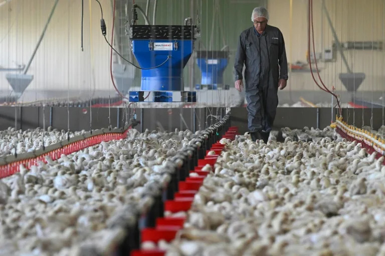 Can factory chicken really help save the climate?