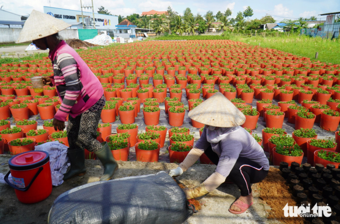 Bad weather upsets flower growers in Vietnam’s Mekong Delta