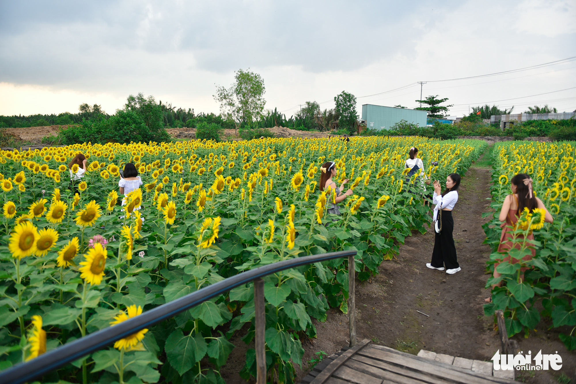 Ho Chi Minh City plans sunflower field on Saigon River bank in Thu Duc City