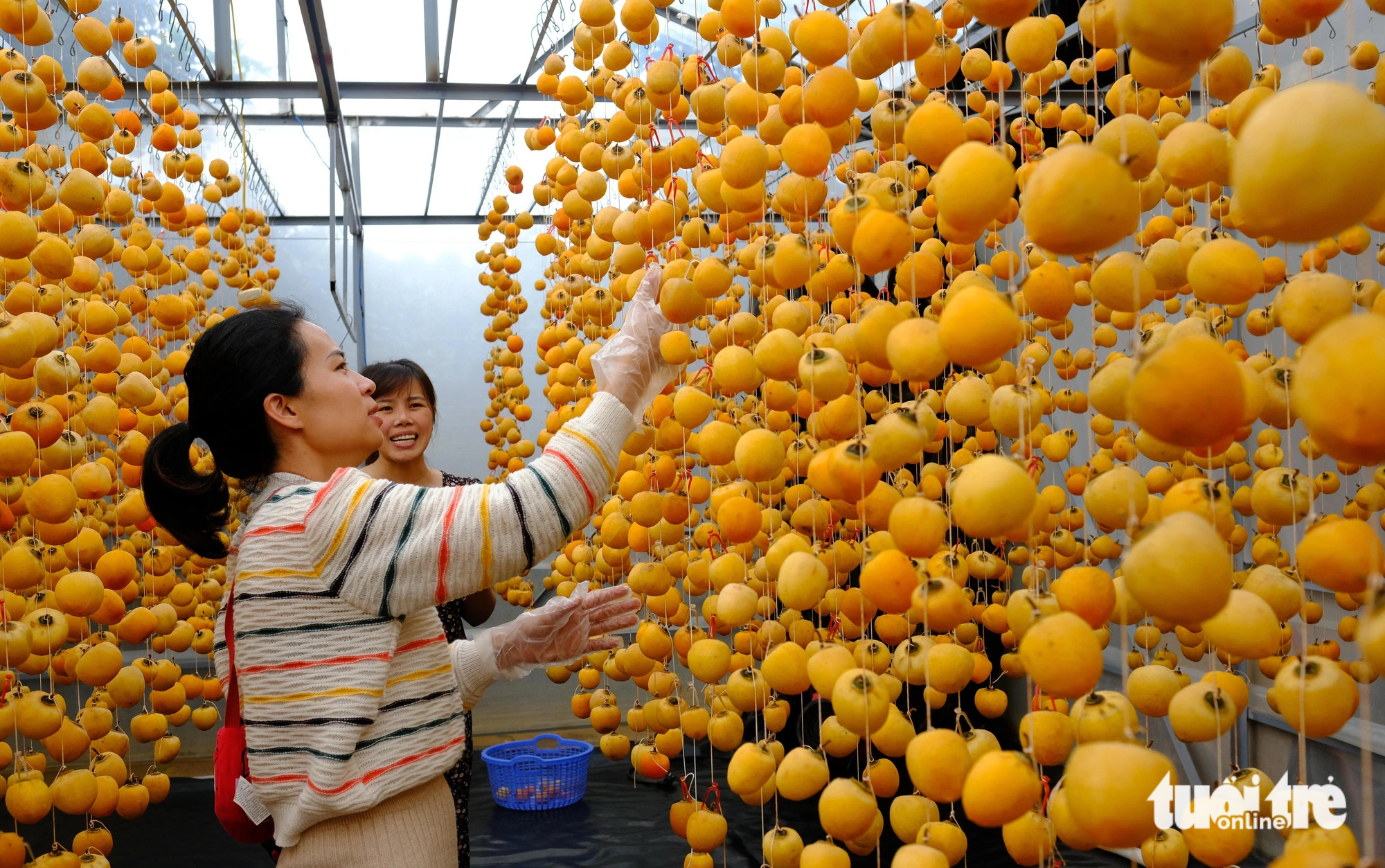 Tourists learn about the process of making wind-dried persimmons at a facility along the route from the city center to the suburb of Cau Dat in Da Lat City, Central Highlands, Vietnam. Photo: Minh An / Tuoi Tre