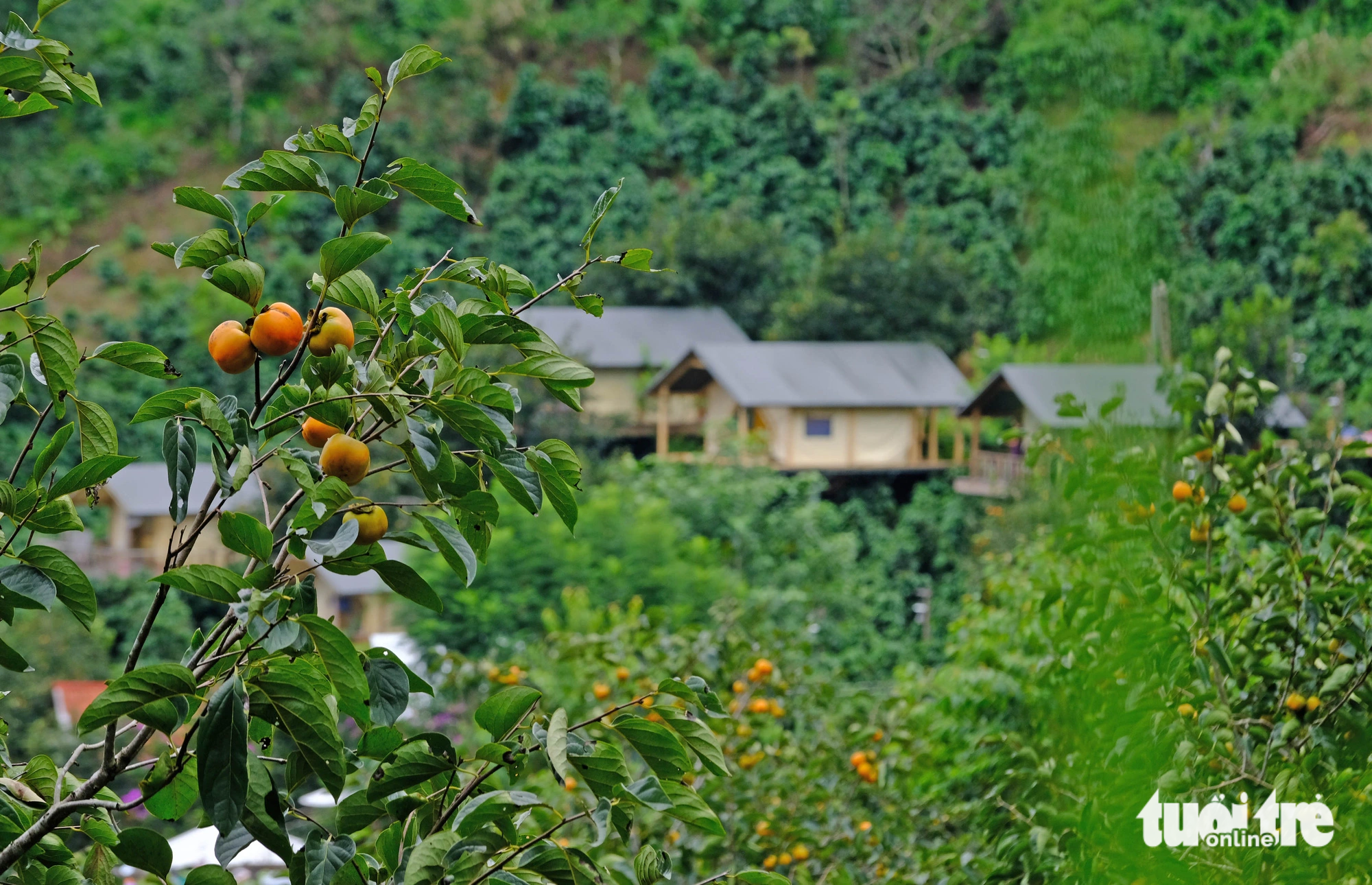 Ripening persimmon gardens attract tourists to Da Lat in winter