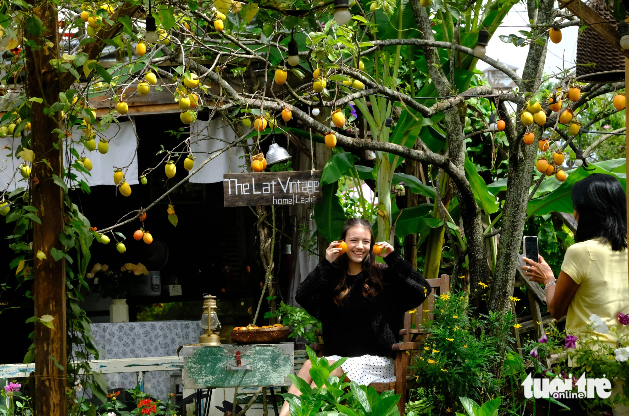 Tourists pose while visiting a persimmon garden in Da Lat City, Central Highlands, Vietnam. Photo: Minh An / Tuoi Tre