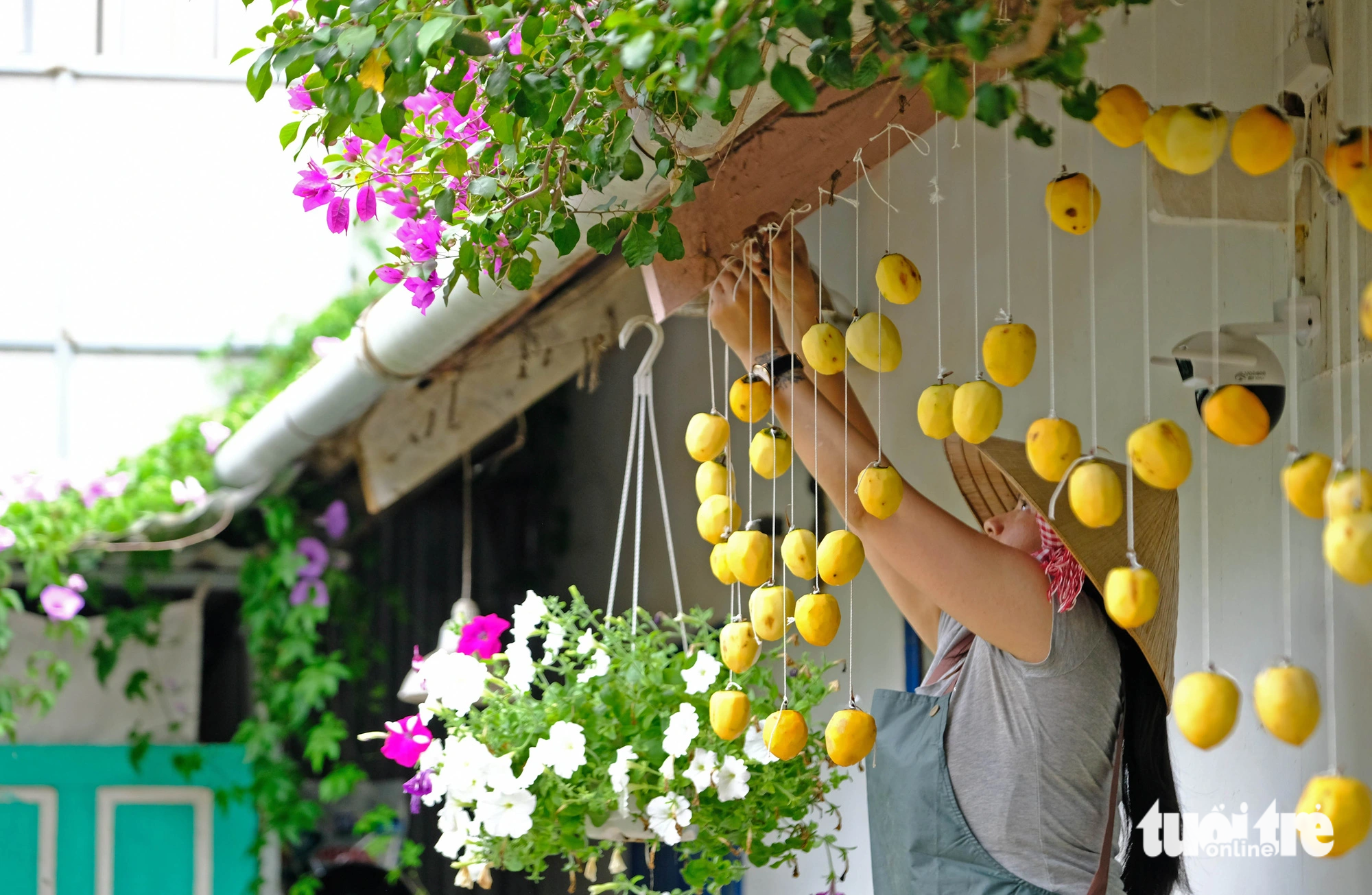 A woman hangs persimmons on threads in the process of making wind-dried persimmons. Photo: Minh An / Tuoi Tre