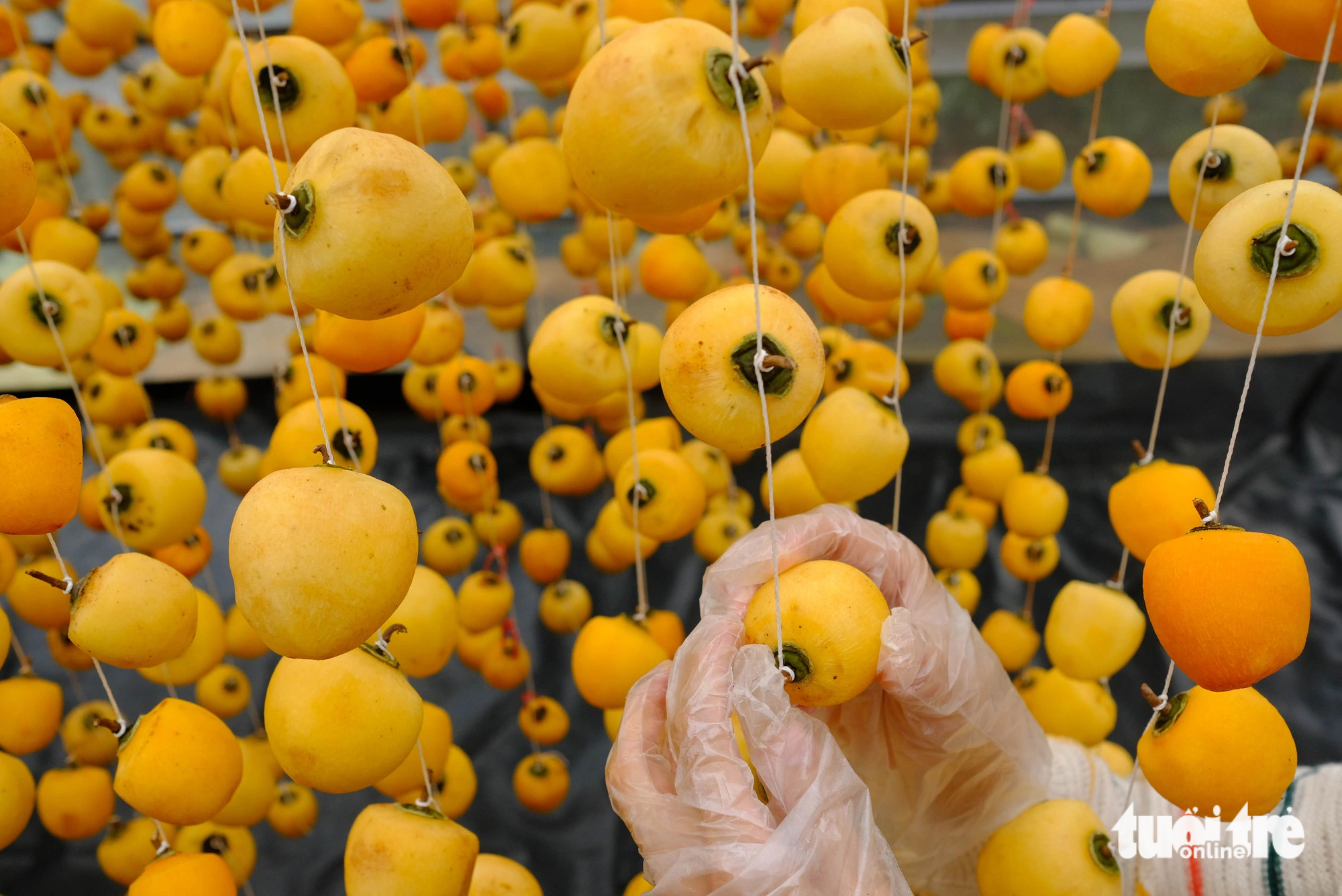 Persimmons are hung on threads in the process of making wind-dried persimmons in Da Lat City. Photo: Minh An / Tuoi Tre