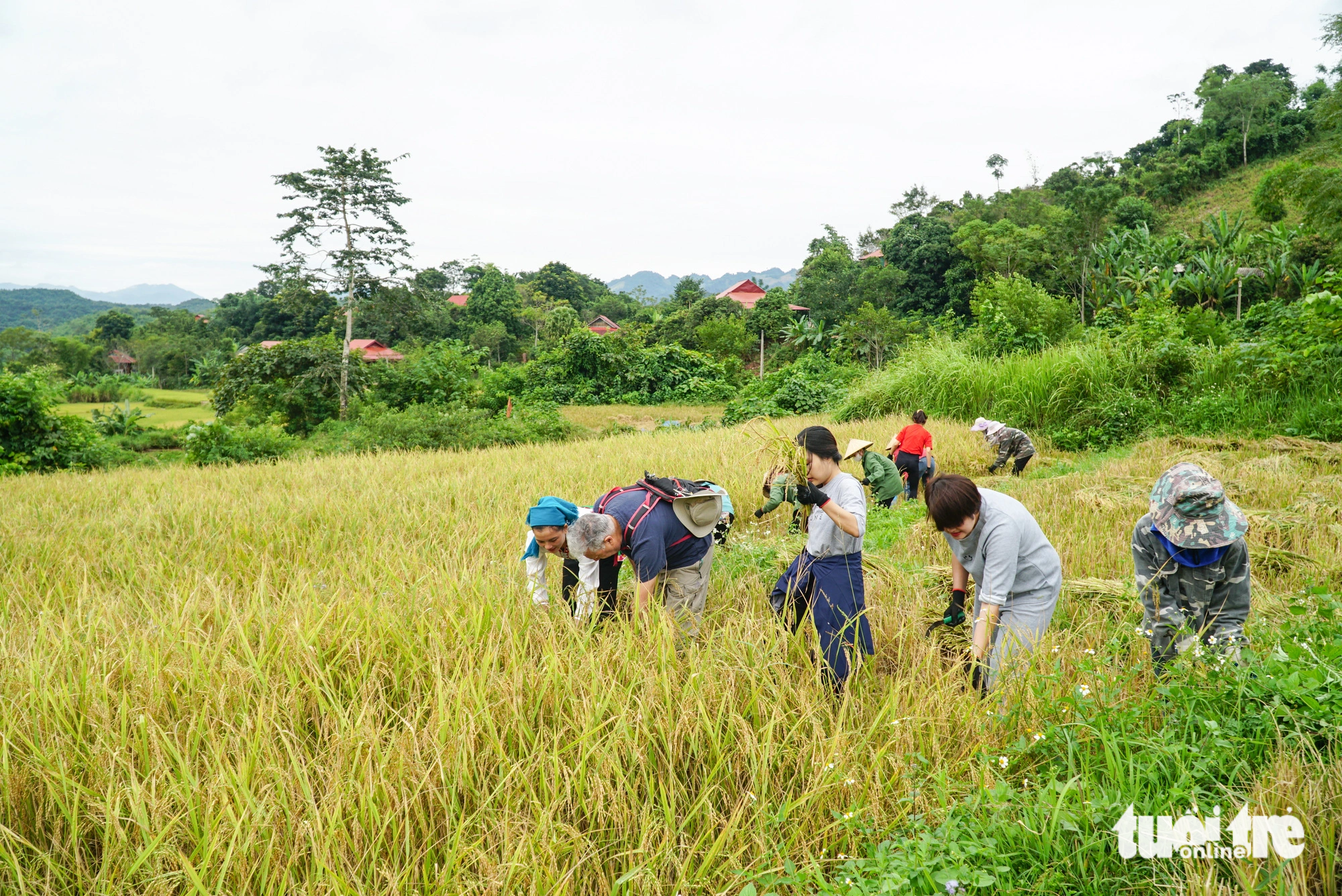 Tourists join locals to harvest rice in Na Sang Village, Son La Province. Photo: Nguyen Hien / Tuoi Tre