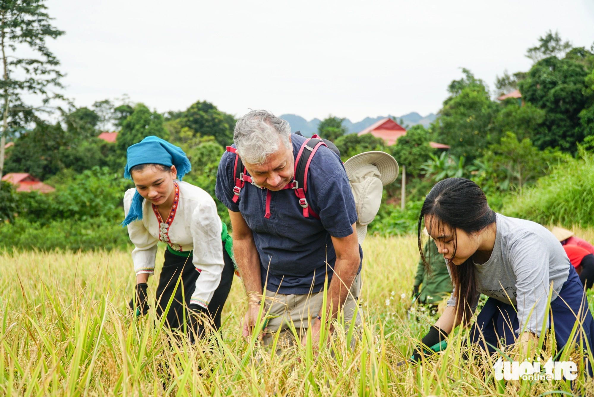 A tourist (centered) is guided to harvest rice. Photo: Nguyen Hien / Tuoi Tre