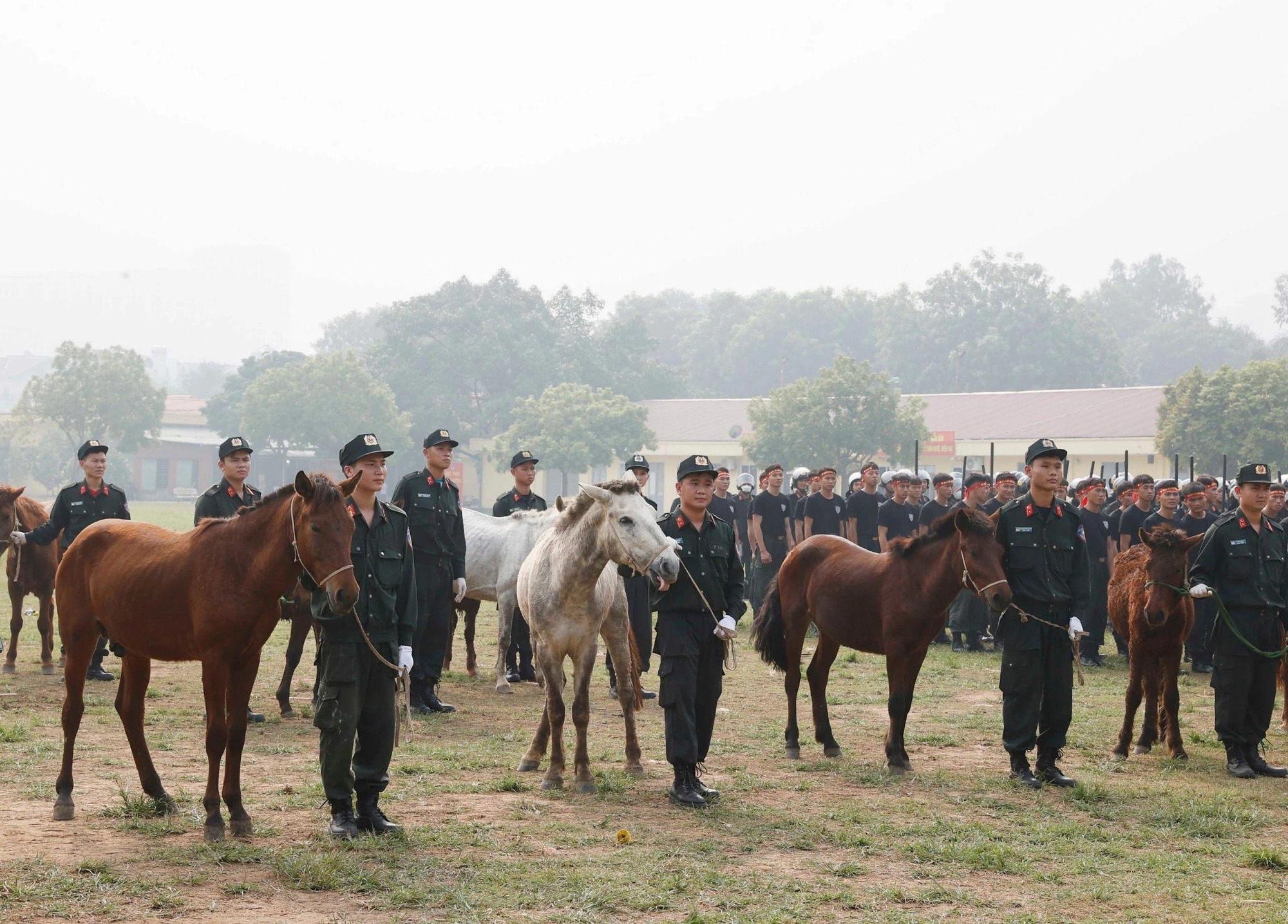 The Vietnamese mobile mounted police force use a herd of horses presented by the Mongolian government and people. Photo: Vietnam News Agency