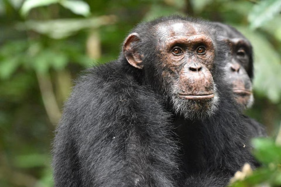 A male chimpanzee listens for chimpanzees from a rival group in in the West African forests of Cote d'Ivoire, studied as part of research by the Tai Chimpanzee Project, in this undated handout photograph. Photo: Reuters