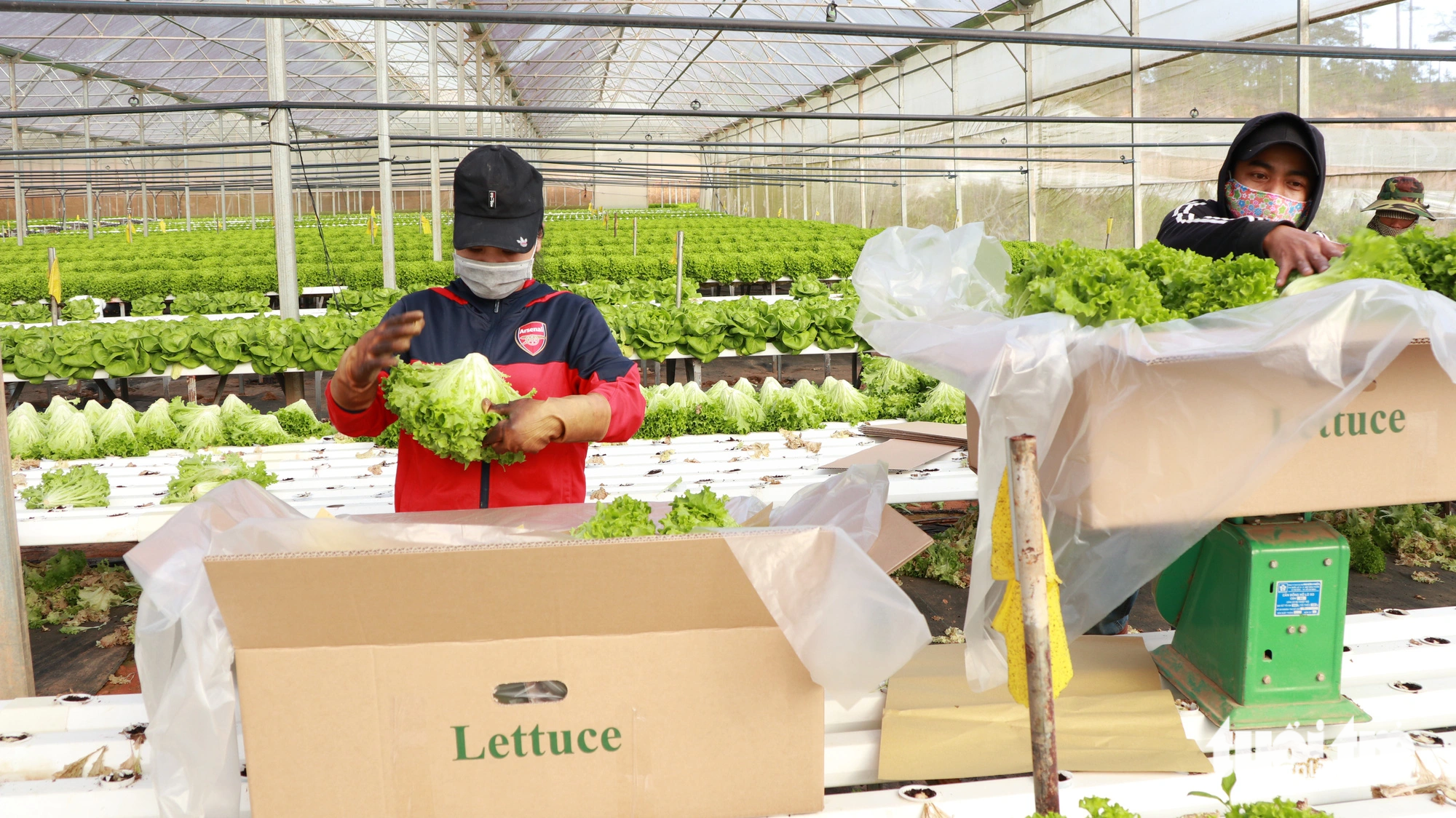 Workers harvest hydroponic lettuce on To Quang Dung’s farm in Lam Dong Province, Vietnam. Photo: T.L. / Tuoi Tre