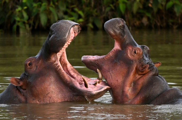 Colombia to cull some of Pablo Escobar's hippos