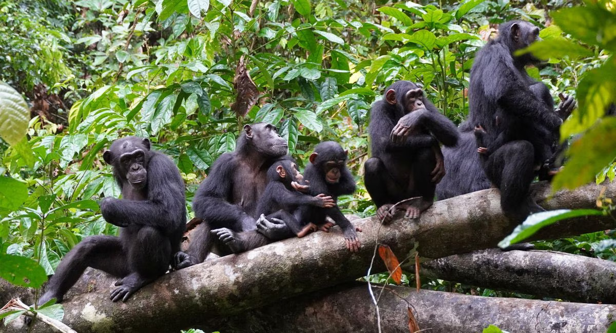 Scientists observe chimpanzees using human-like warfare tactic