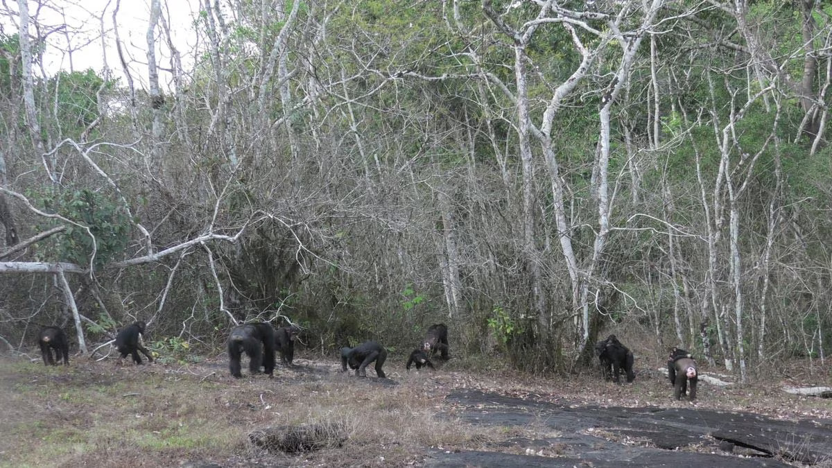 Chimpanzees leave a hilltop and inspect for signs of rivals in the West African forests of Cote d'Ivoire, studied as part of research by the Tai Chimpanzee Project, in this undated handout photograph. Photo: Reuters