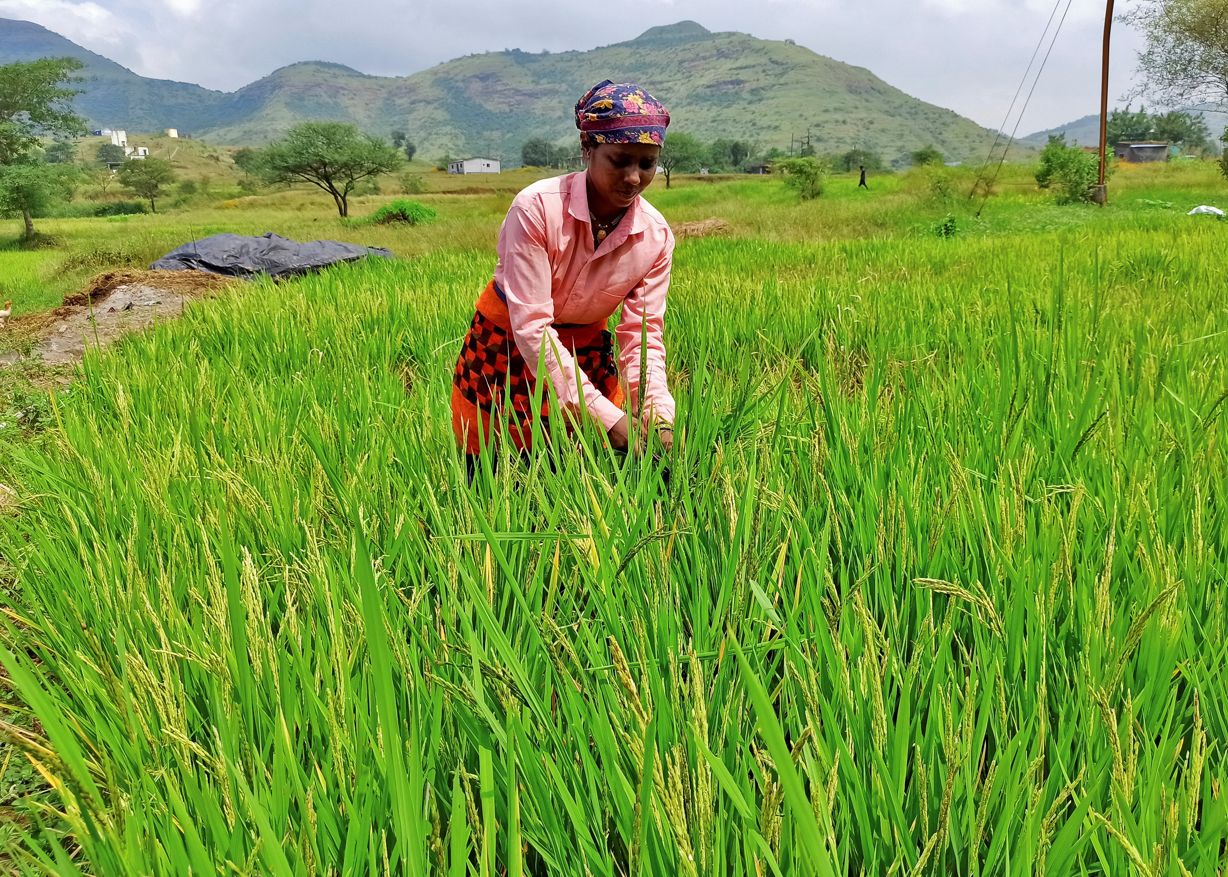 A woman harvests ripened rice in a paddy field at Karunj village in the western state of Maharashtra, India, October 17, 2022. Photo: Reuters