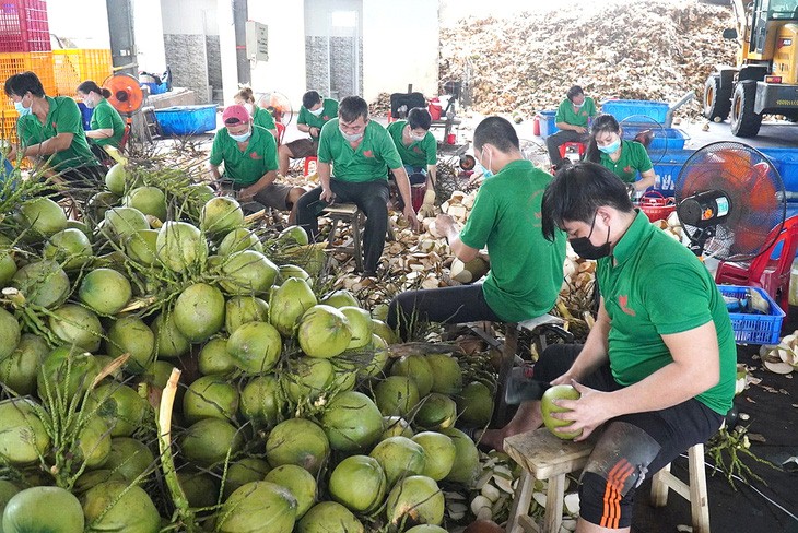 Workers process fresh coconuts for export. Photo: Mau Truong / Tuoi Tre