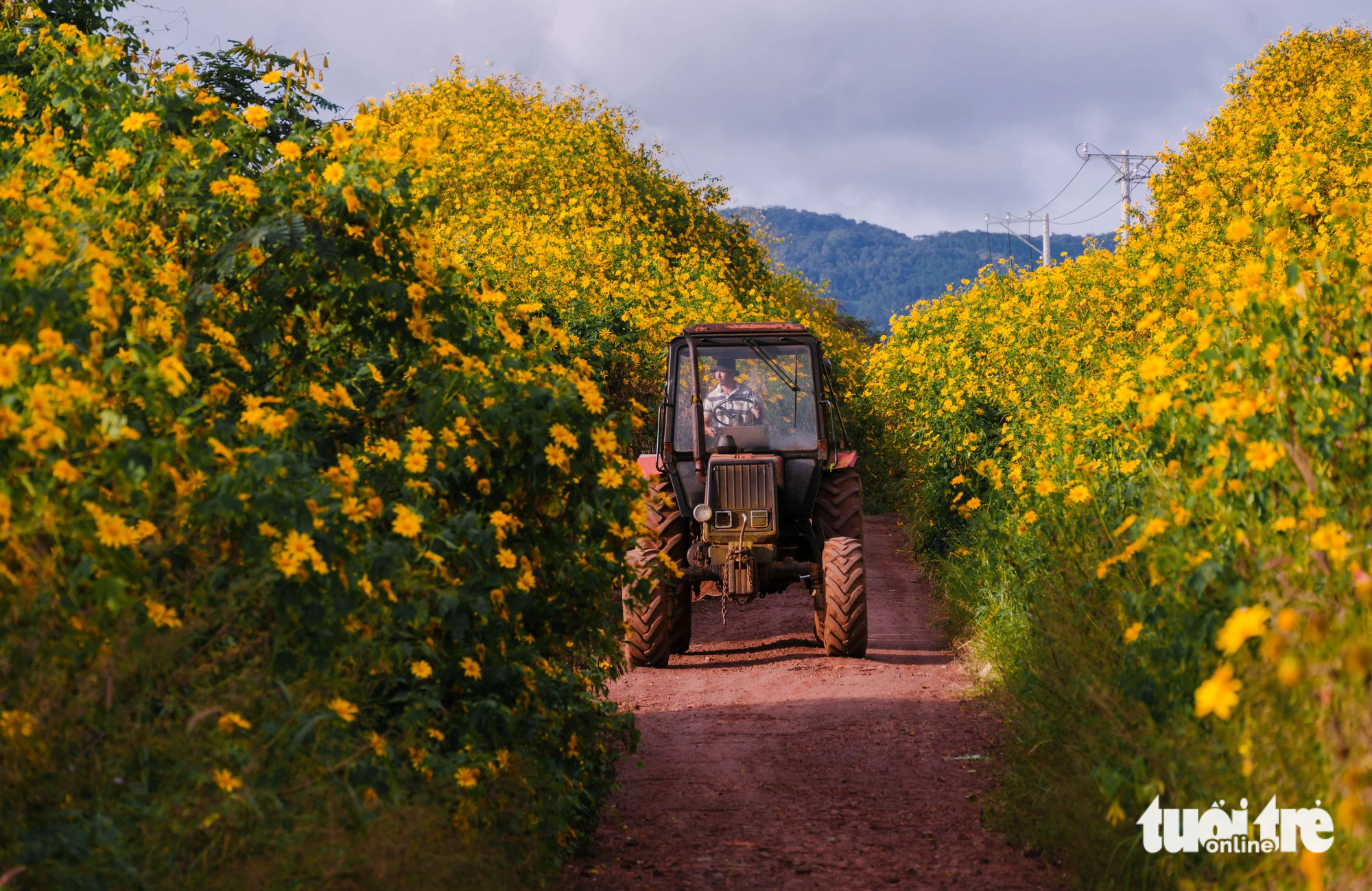 A tractor travels along a wild sunflower-filled road in the Tu Tra region, Don Duong District, Lam Dong Province, Vietnam. Photo: Quang Da Lat / Tuoi Tre