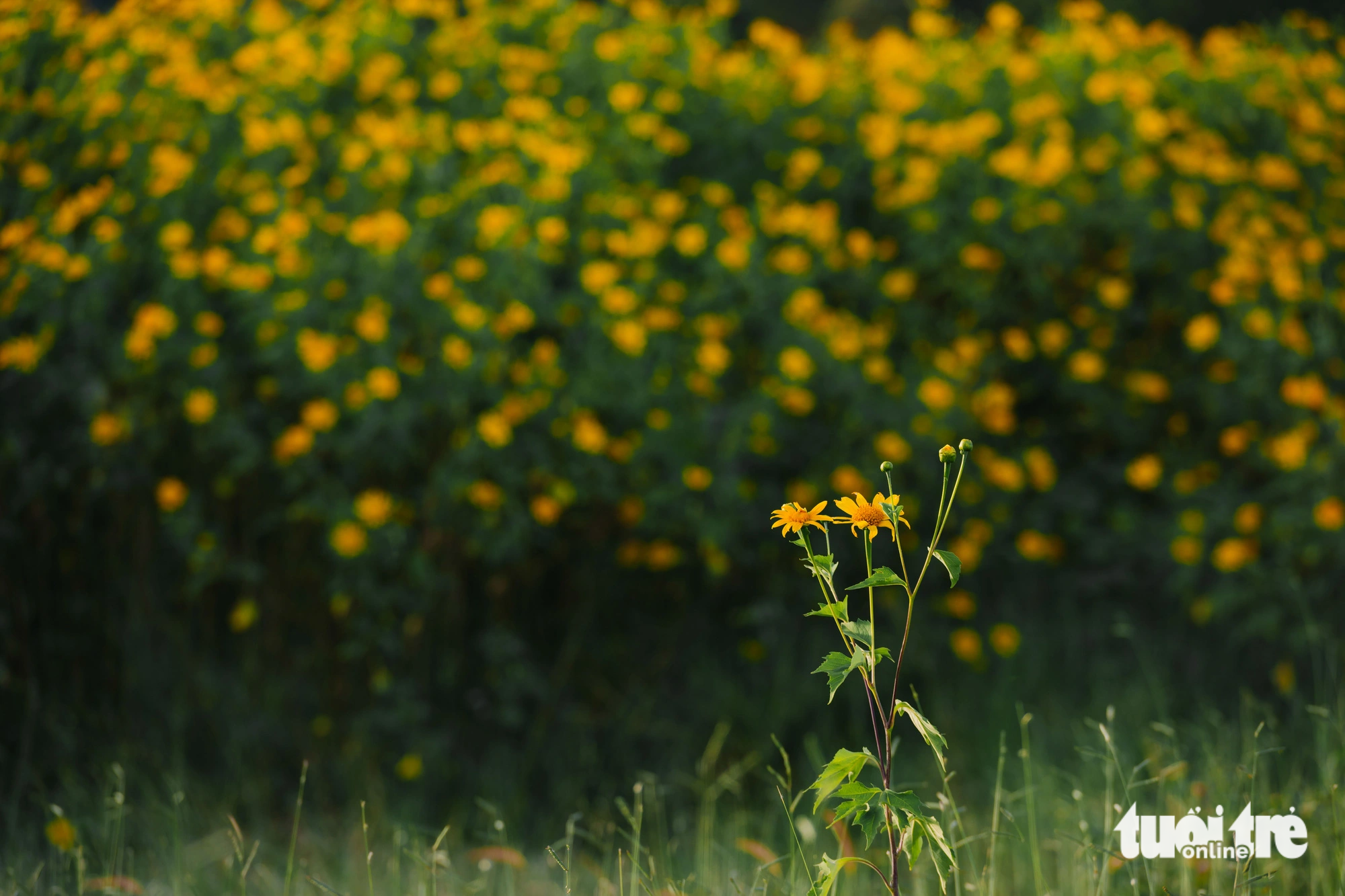 A close-up photo of a wild sunflower plant in Da Lat City, Lam Dong Province, Vietnam. Photo: Quang Da Lat / Tuoi Tre