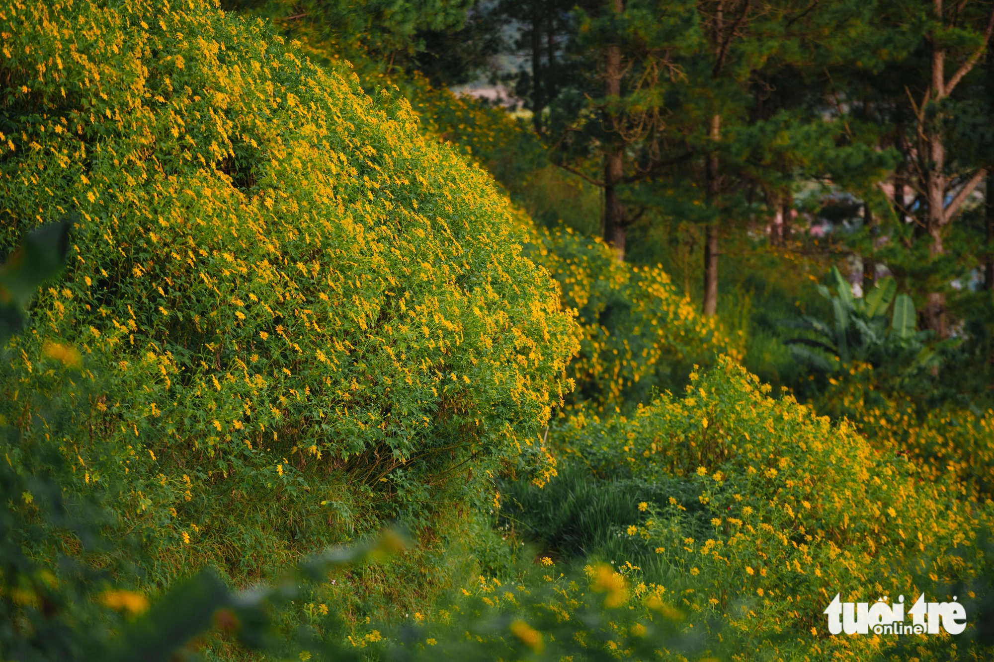 Wild sunflowers bloom in Da Lat City, Lam Dong Province, Vietnam. Photo: Quang Da Lat / Tuoi Tre