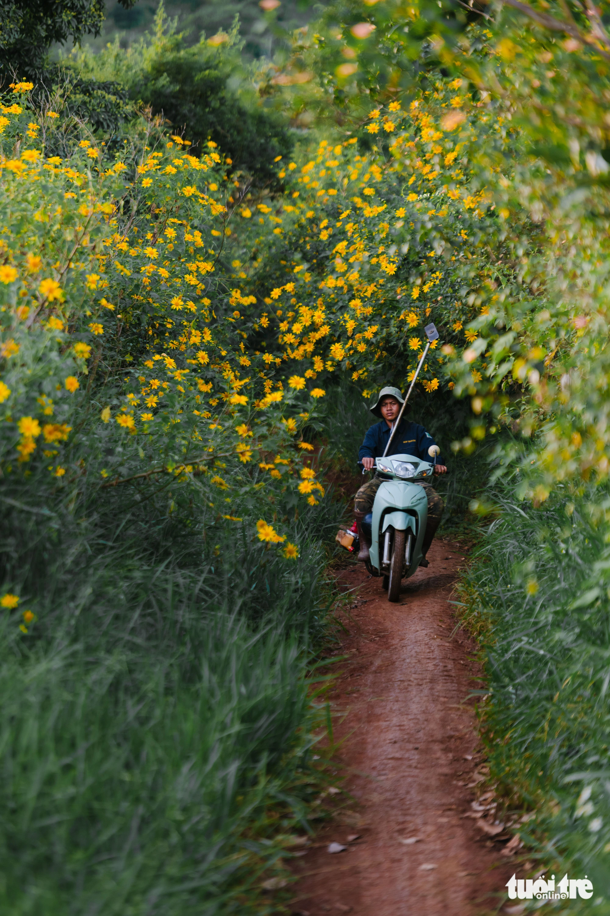 A farmer travels along a wild sunflower-filled road in the Tu Tra region, Don Duong District, Lam Dong Province, Vietnam. Photo: Quang Da Lat / Tuoi Tre