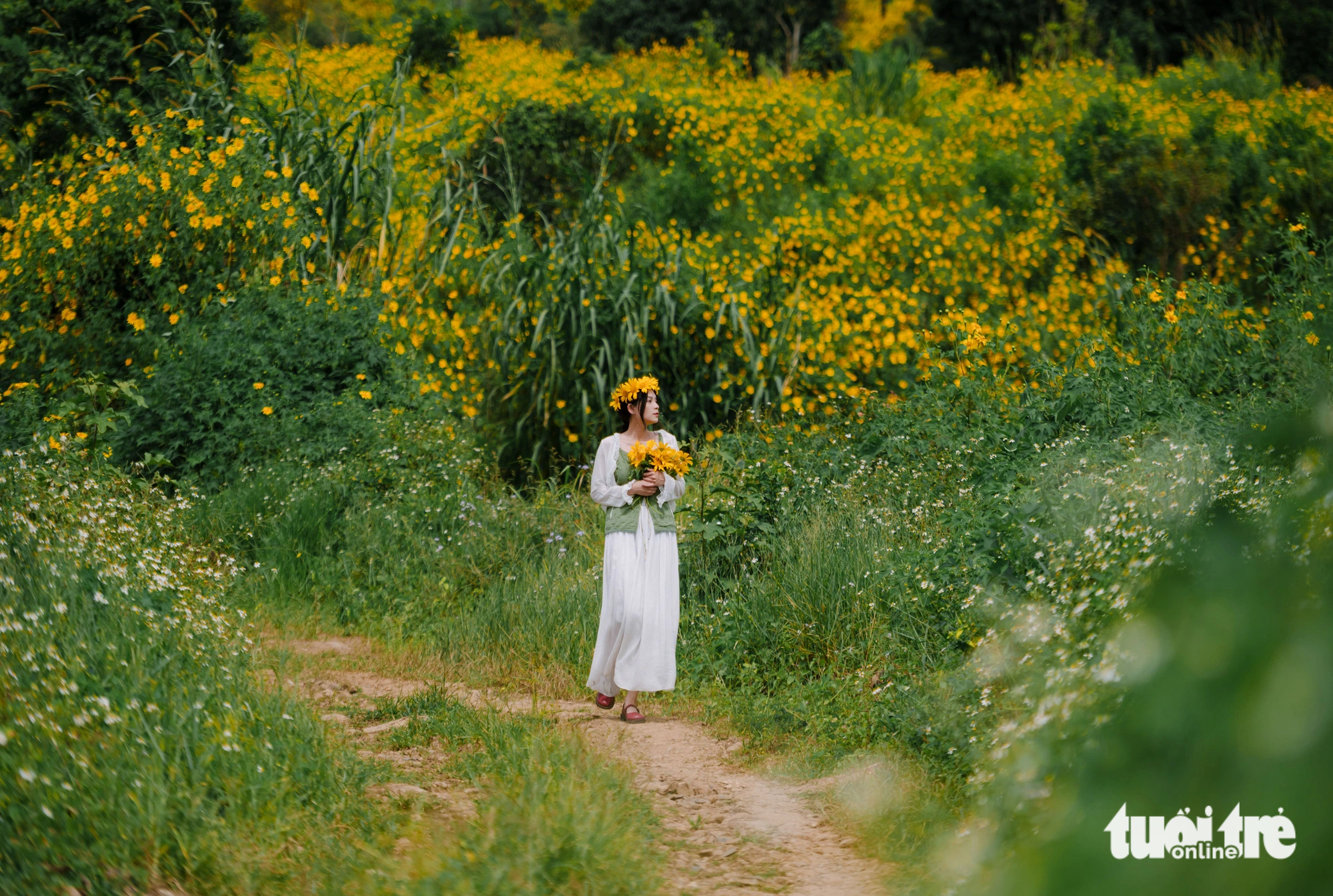 A woman poses for a photo amid bushes of wild sunflowers in Da Lat City, Lam Dong Province, Vietnam. Photo: Quang Da Lat / Tuoi Tre