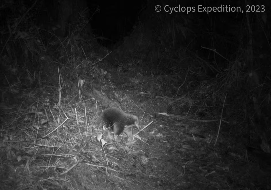 Long-lost mammal rediscovered in remote Indonesia mountains