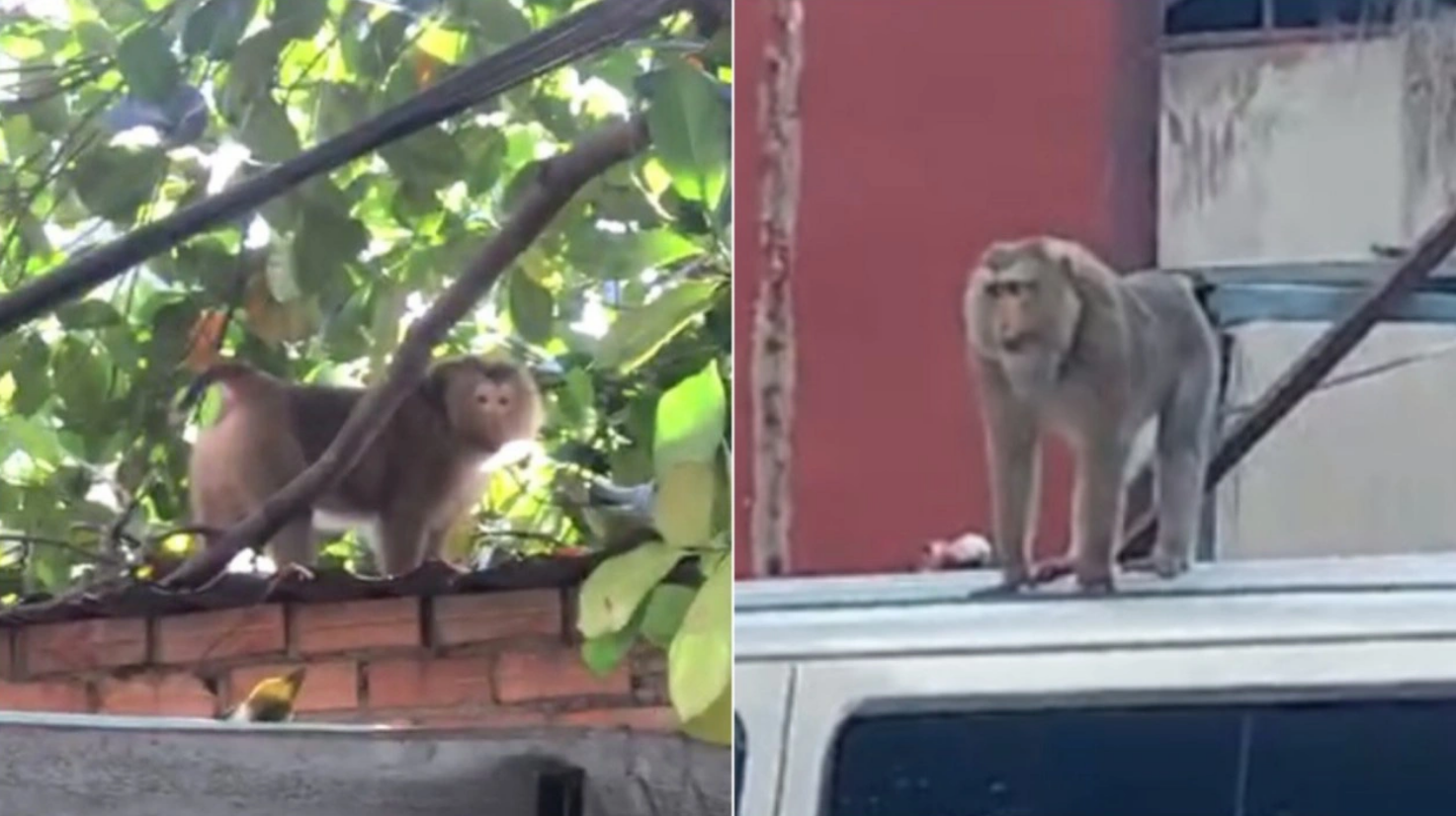 4 rampaging monkeys captured in Ho Chi Minh City this week