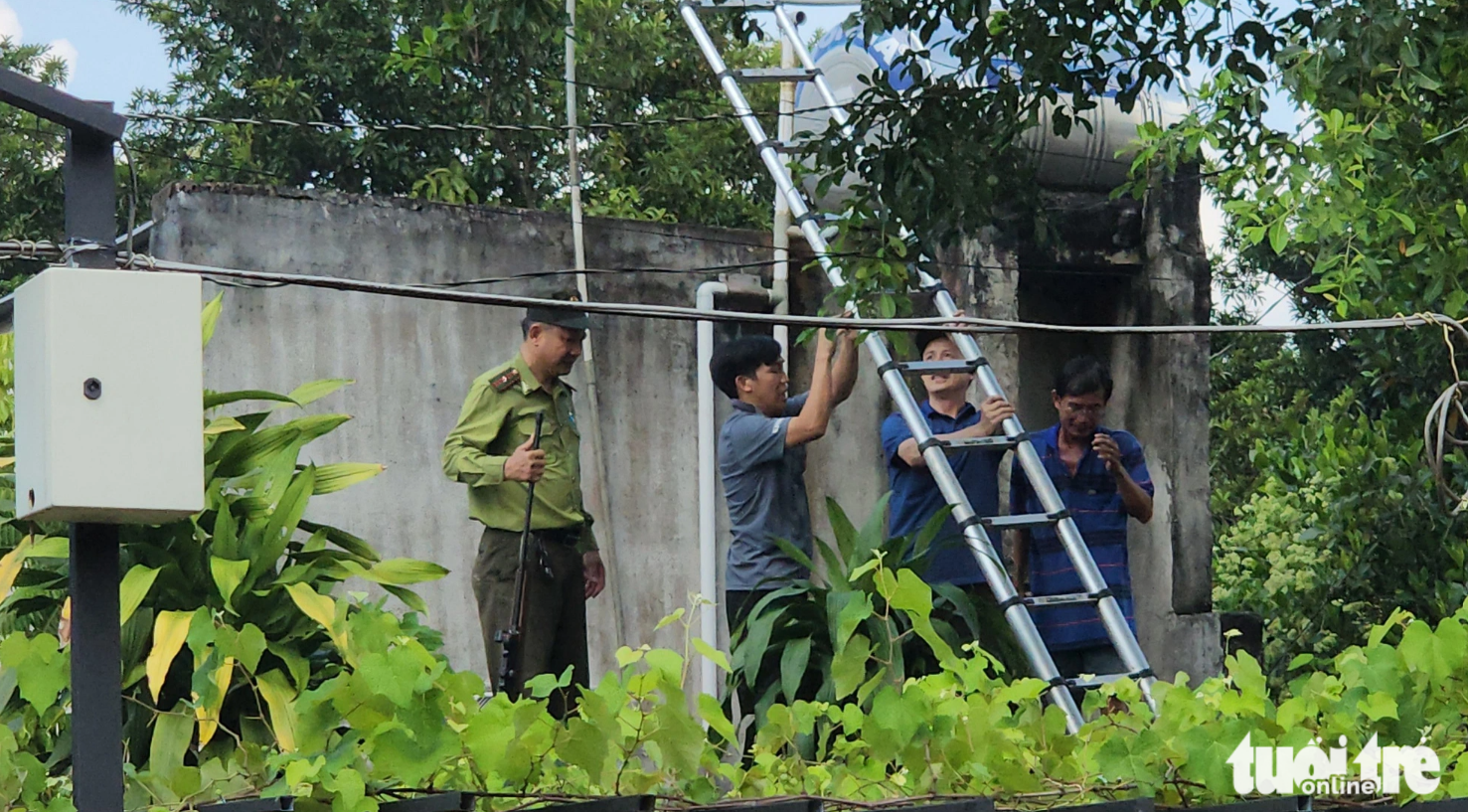 Rangers pictured working to trap a rampaging monkey in Hoc Mon District, Ho Chi Minh City. Photo: Ngoc Khai / Tuoi Tre