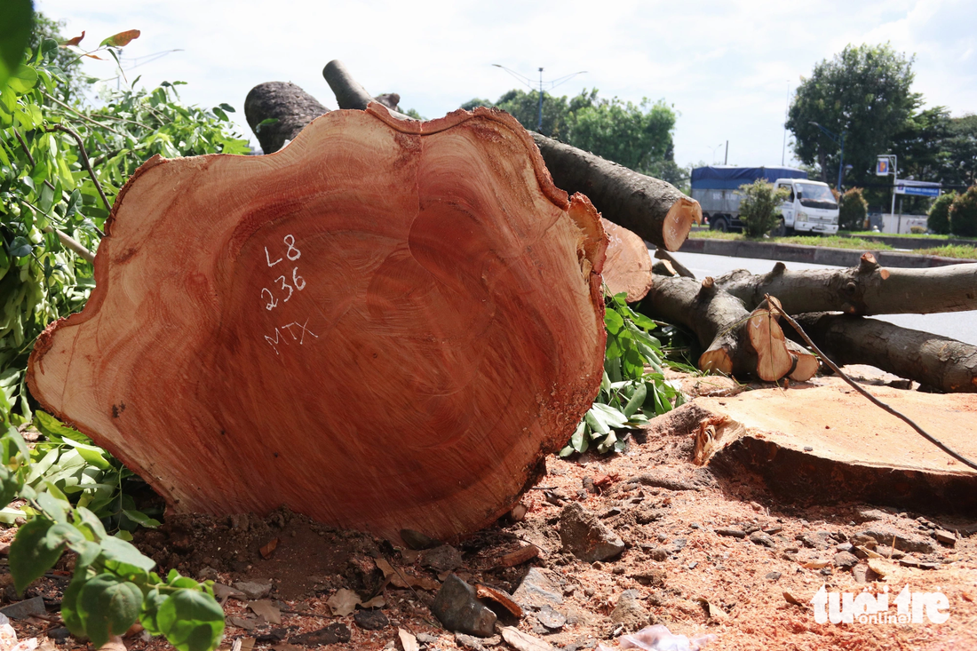 A khaya senegalensis tree has its trunk measuring 60-70 centimeters in diameter. Photo: Tien Quoc / Tuoi Tre