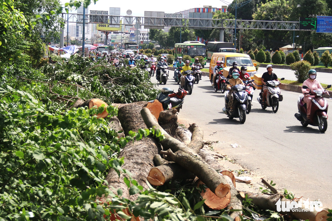 Many branches and tree trunks are cut into small sections and put on the sidewalk of Truong Chinh Street in Ho Chi Minh City. Photo: Tien Quoc / Tuoi Tre
