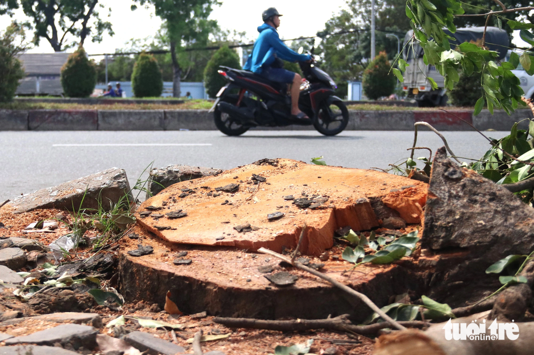 The stump of a tree after being cut down. Photo: Tien Quoc / Tuoi Tre