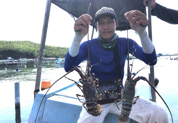 Vietnam grapples with difficulties in exporting tropical rock lobsters to China given new regulation