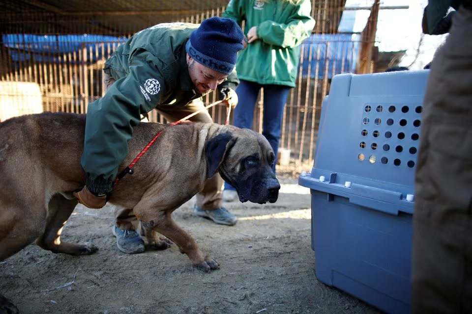 South Korea to ban eating dogs