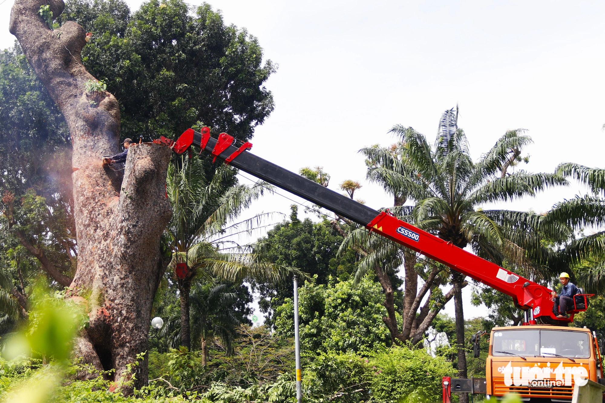Arborists cut down a massive century-old Khaya senegalensis tree at Gia Dinh Park in Ho Chi Minh City, November 17, 2023. Photo: Tuoi Tre