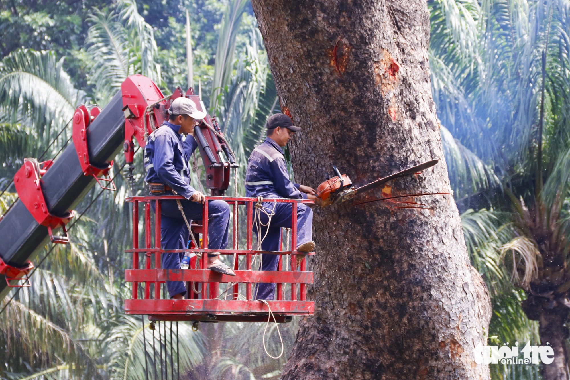 Arborists cut down a massive century-old Khaya senegalensis tree at Gia Dinh Park in Ho Chi Minh City, November 17, 2023. Photo: Tuoi Tre