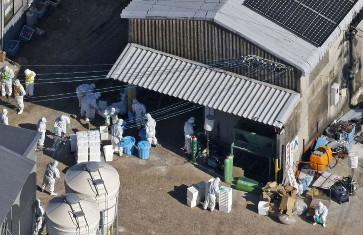 Japan detects season's first bird flu case, to cull 40,000 birds