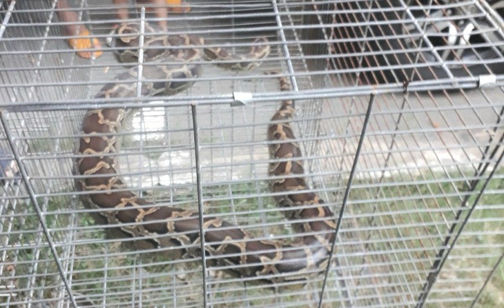 1.7-meter-long python captured at Ho Chi Minh City apartment building