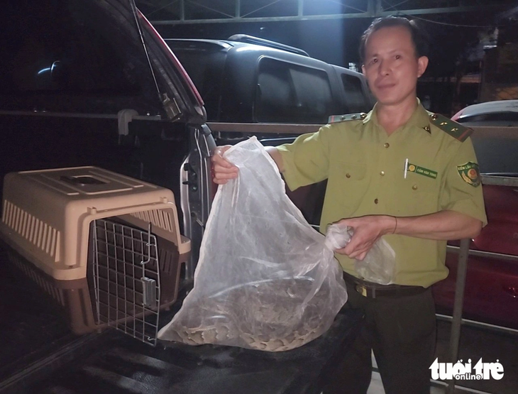 The python is handed over to the wildlife rescue center under the Ho Chi Minh City Forest Protection Department for further care. Photo: Ngoc Khai / Tuoi Tre