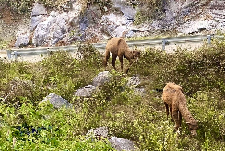 2 non-native camels sighted in northern Vietnam