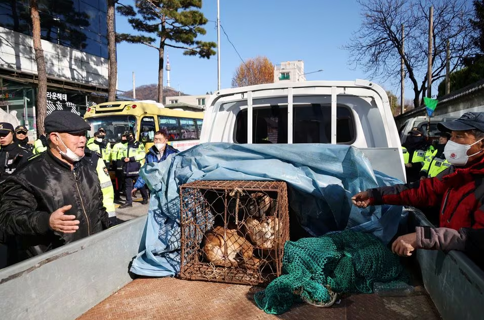A dog in a cage is pictured during a protest to demand the government scrap plans to pass a bill to enforce a ban on eating dog meat, in front of the Presidential Office in Seoul, South Korea, November 30, 2023. Photo: Reuters