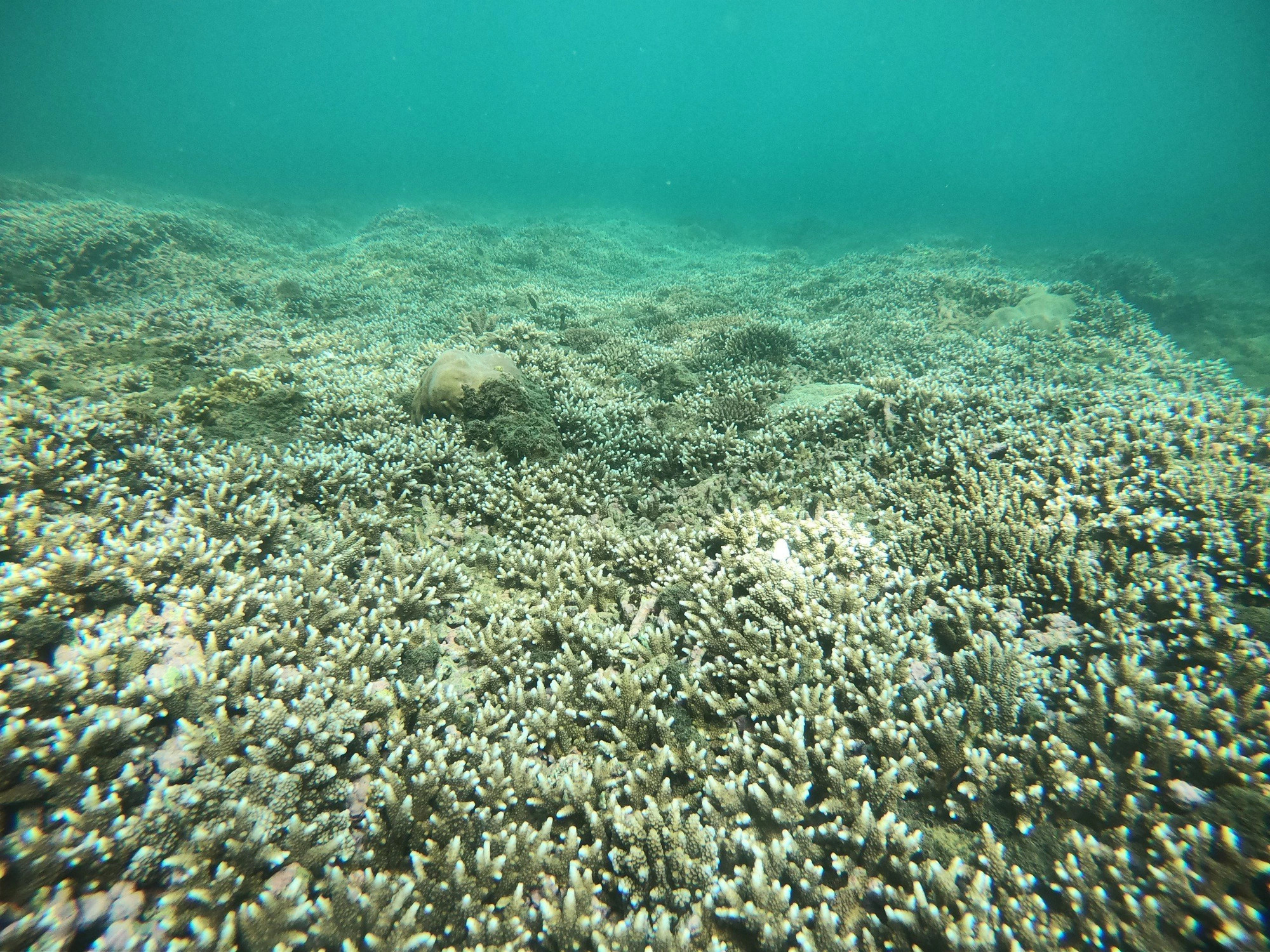 A coral reef ecosystem in Nha Trang Bay, located in Nha Trang City, Khanh Hoa Province, south-central Vietnam. Photo: Thanh Chuong / Tuoi Tre