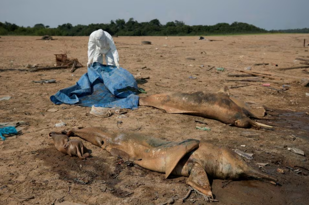 A researcher from the Mamiraua Institute for Sustainable Development retrieves dead dolphins from the Tefe lake effluent of the Solimoes river that has been affected by the high temperatures and drought in Tefe, Amazonas state, Brazil, October 2, 2023. Photo: Reuters