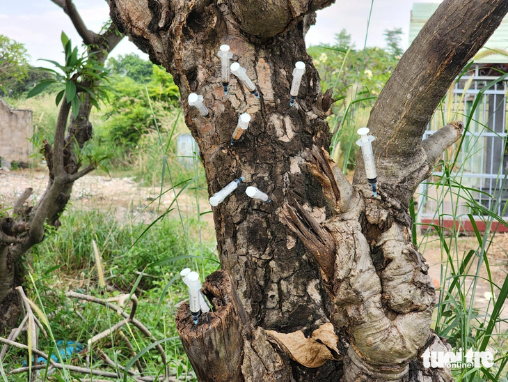 Used needles are stuck into a tree. Photo: Ngoc Khai / Tuoi Tre