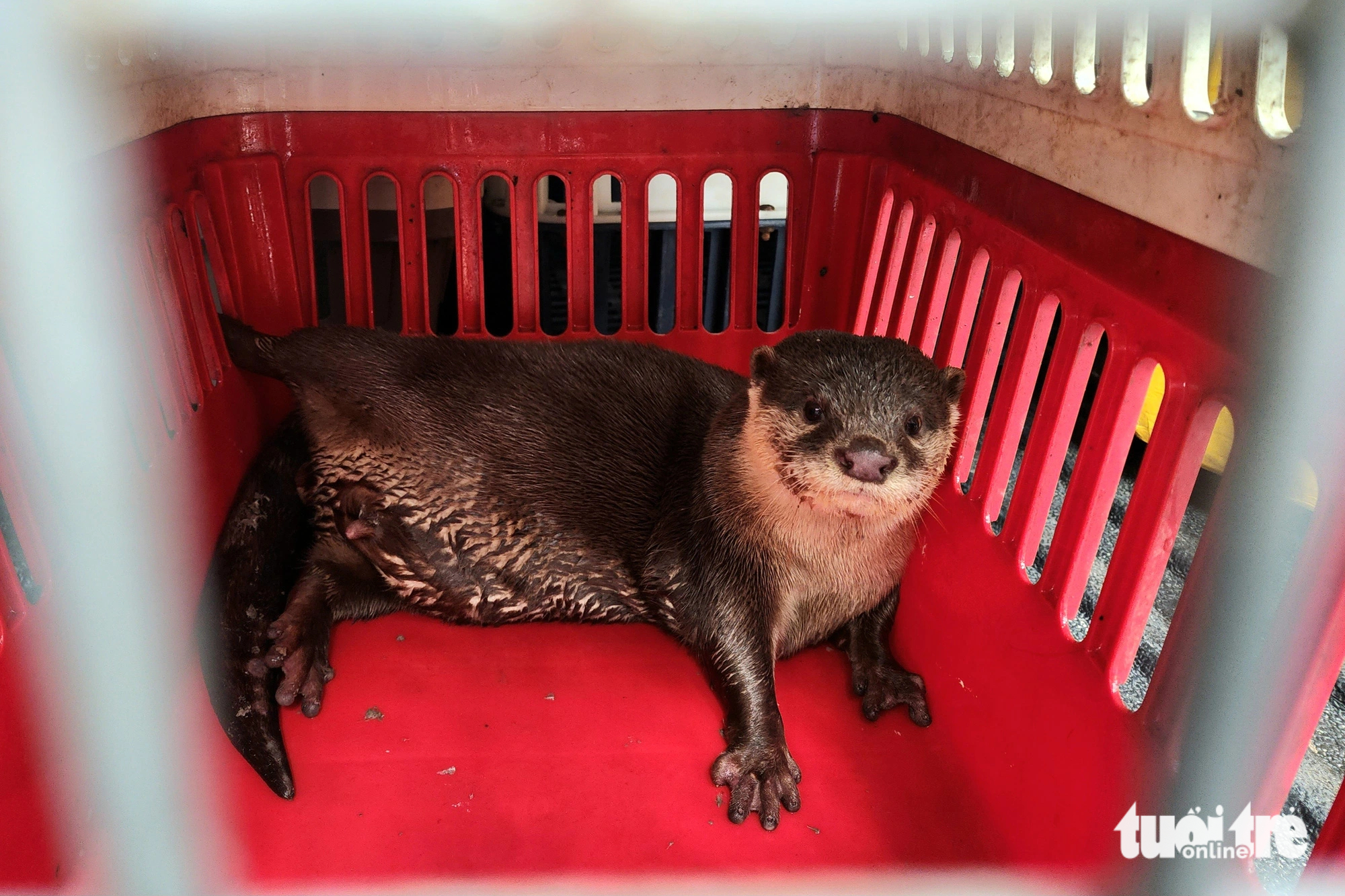 From evidence to freedom: Otter reintegrates into protected forest in Ho Chi Minh City
