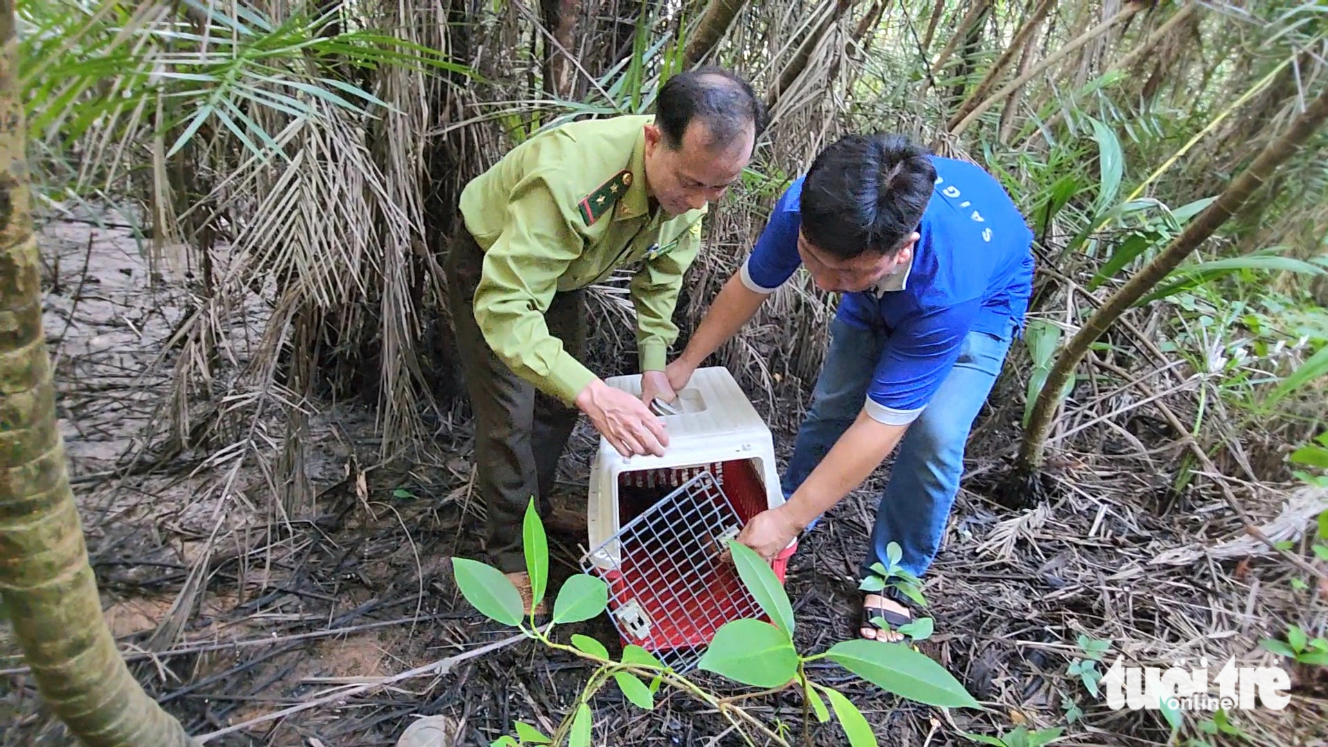 The otter is released to it’s natural habitat in a protected forest in the outlying district of Can Gio, Ho Chi Minh City. Photo: Ngoc Khai / Tuoi Tre